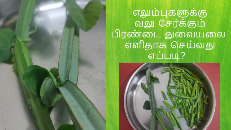 எலும்புகளுக்கு வலு சேர்க்கும் பிரண்டை துவையலை  எளிதாக செய்வது எப்படி?
